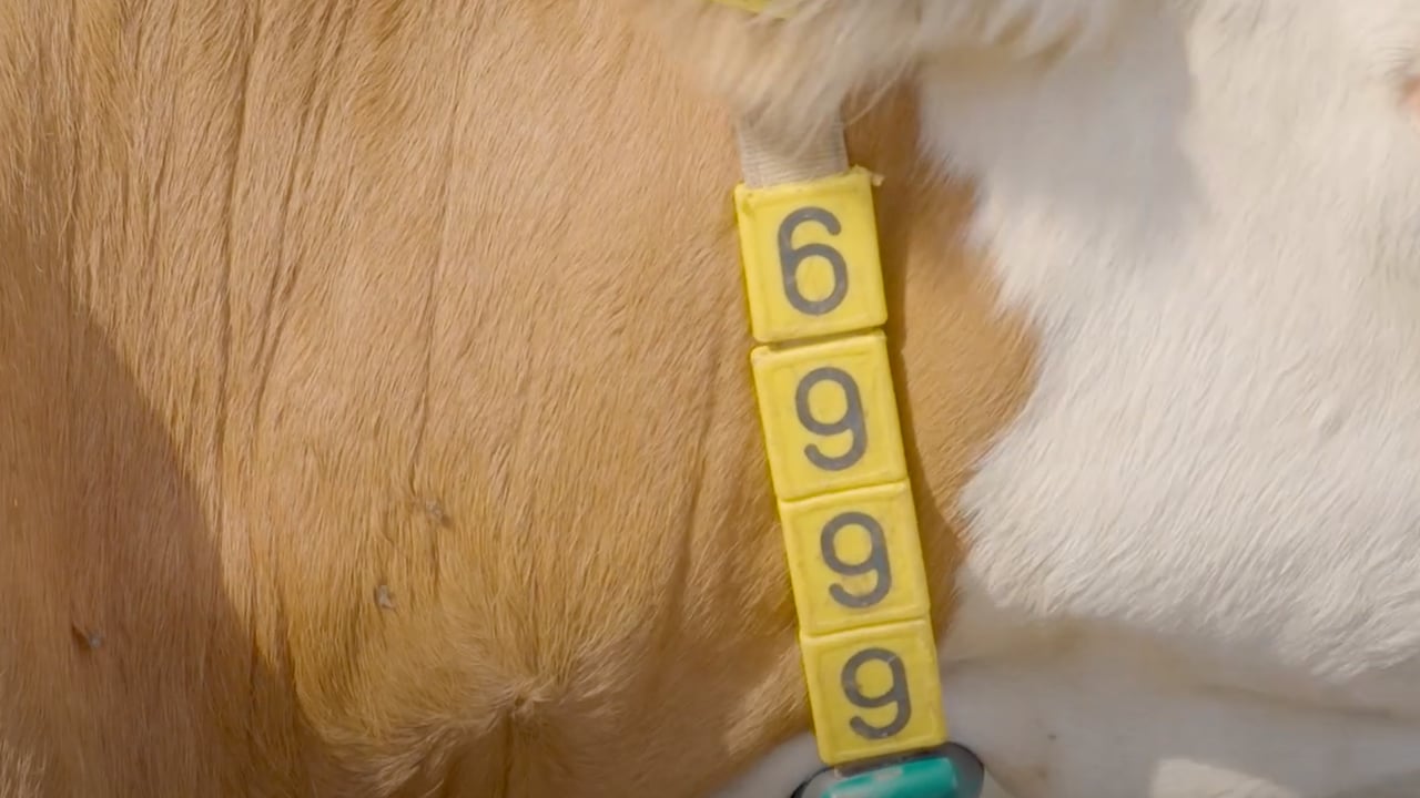 Re-entrant to dairy adapts to the times
