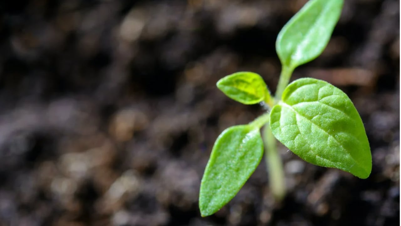 First gene-edited crop trials on conventional farms in UK