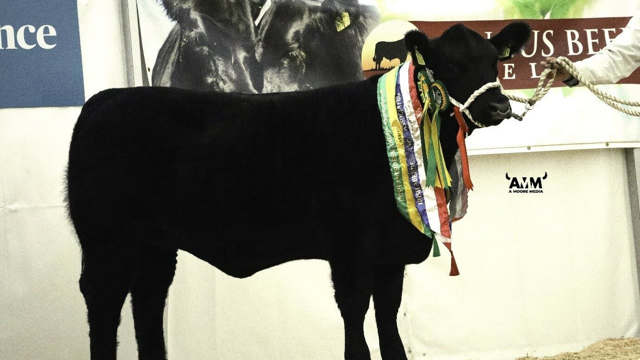 Picture: AXA Supreme National Calf Show champion Clontead Mandy X363