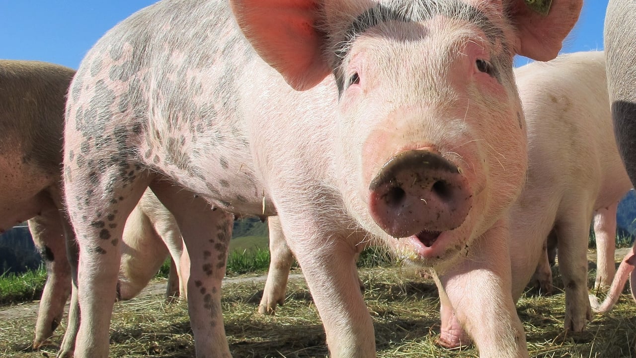 €2.2m for 4 new EIPs on animal welfare and gender