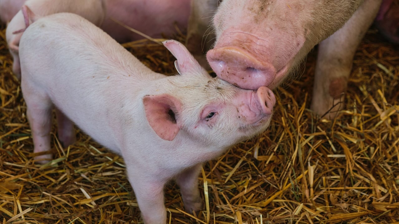 African Swine Fever 'would devastate Irish pig industry overnight'