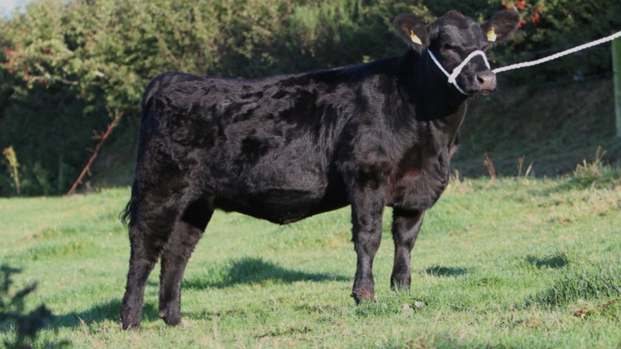 Sale preview: 'Eye catching Angus' at Thurles Premier Sale