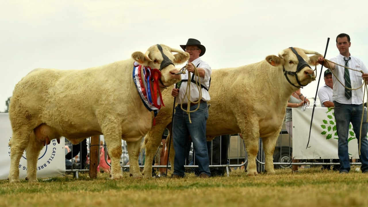 Goldstar Pepite and Goldstar Pannacotta. Both cows had progeny on offer in the sale
