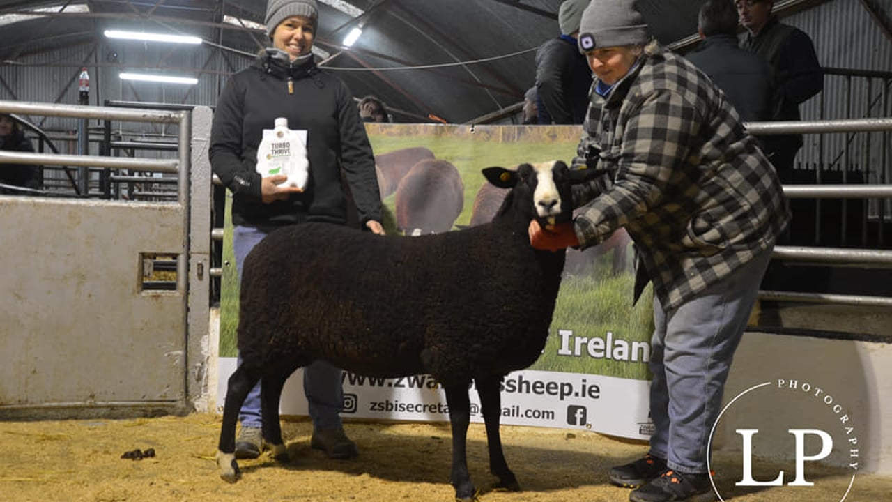 New female record at inaugural Zwartbles sale