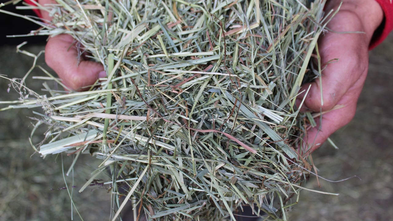 What do your calves need for rumen development?