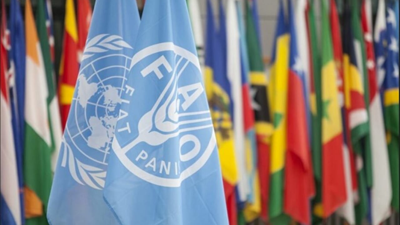 FAO to launch international AMR discussion platform