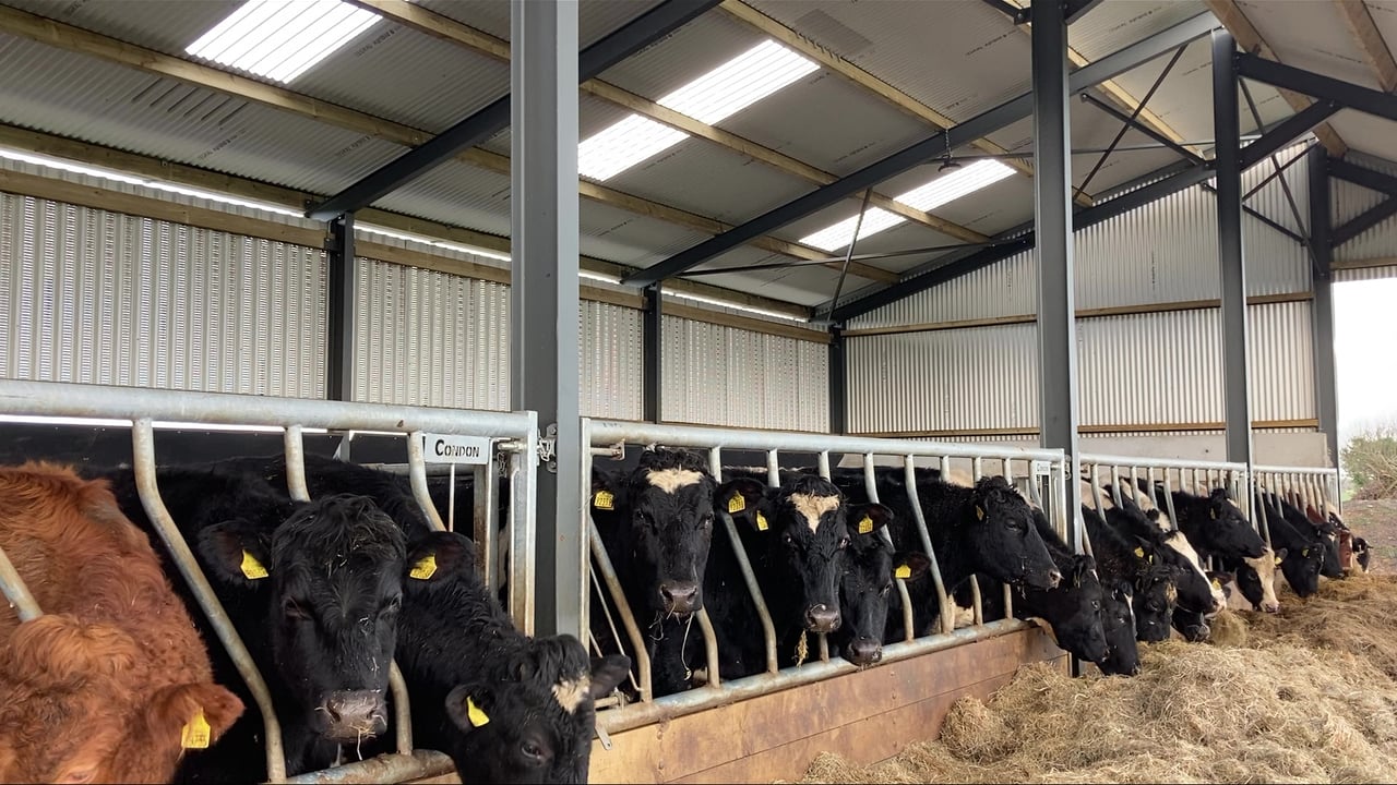 Winter Beef series: The two critical measures of silage