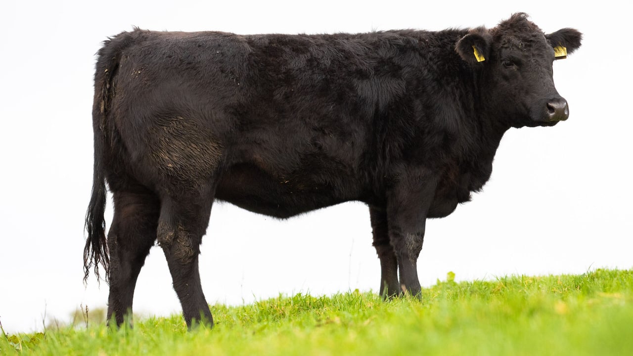Millbrae Black Caoimhe X891, bred by Fr Sean Moore, Derrynoose, Co. Armagh,  is the star prize in a memorial raffle in aid of Marie Curie.