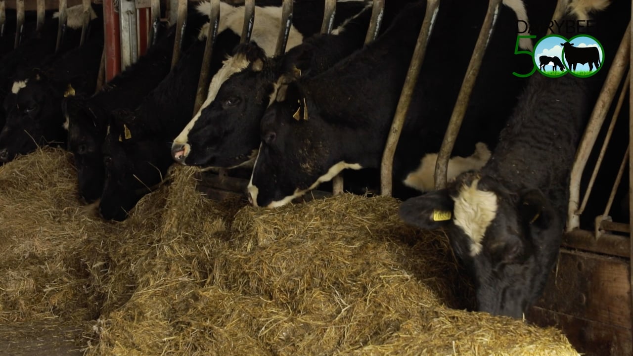Winter Beef series: Avoiding 'the weanling weight struggle'