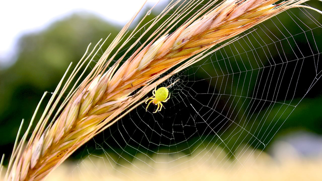'Bio-Control' by Fiona Hutton was the overall winner of the Teagasc Vision of Research and Innovation photography competition 2022. Fiona’s image showcases the common native species Green Orb-Weavers at work in a rye field