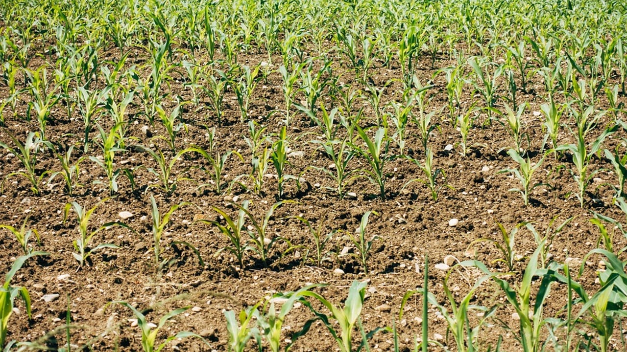 CSO: Fertiliser prices up by 122% in a year