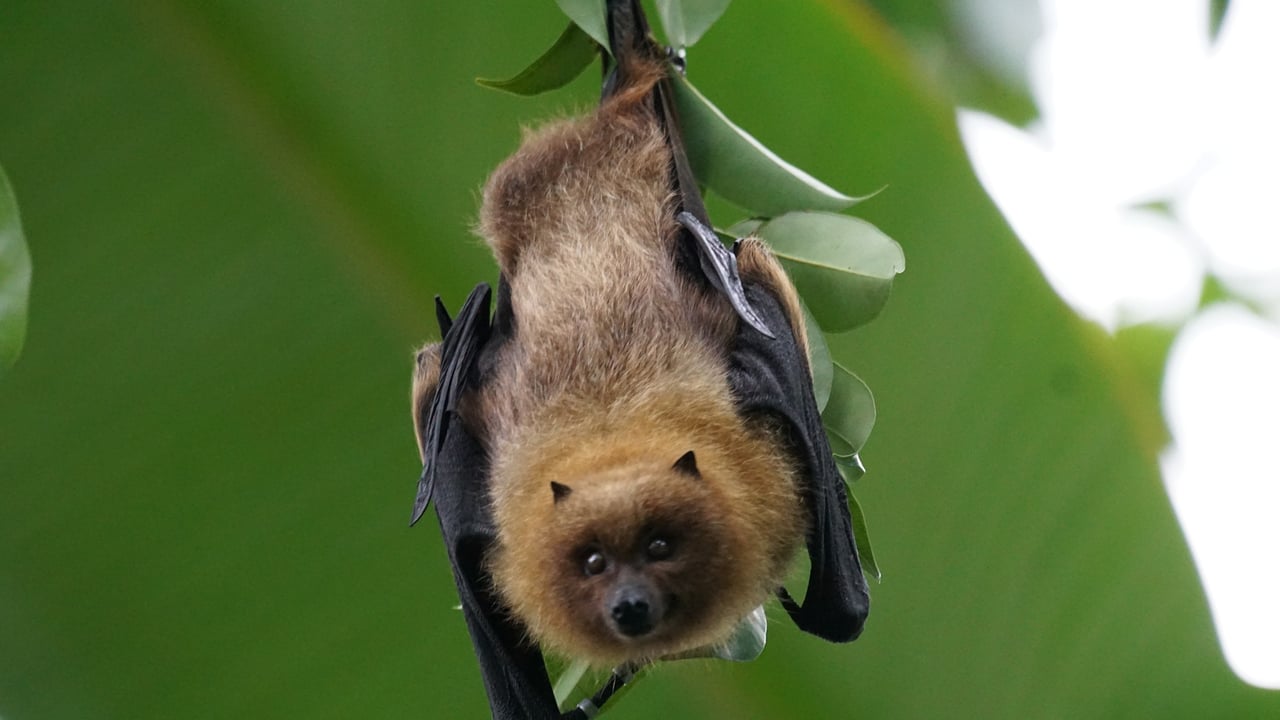Bats can be 'valuable allies' for farmers by eating pests - study