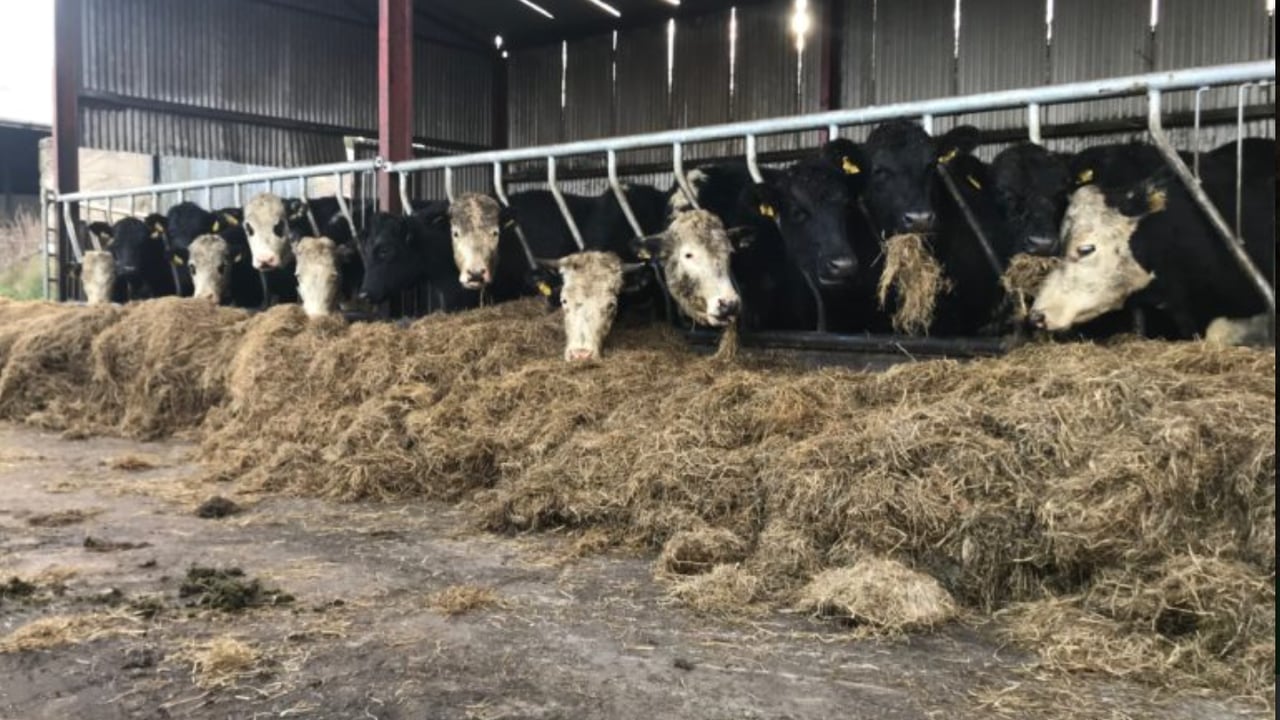 New series to offer dairy-beef farmers winter management tips