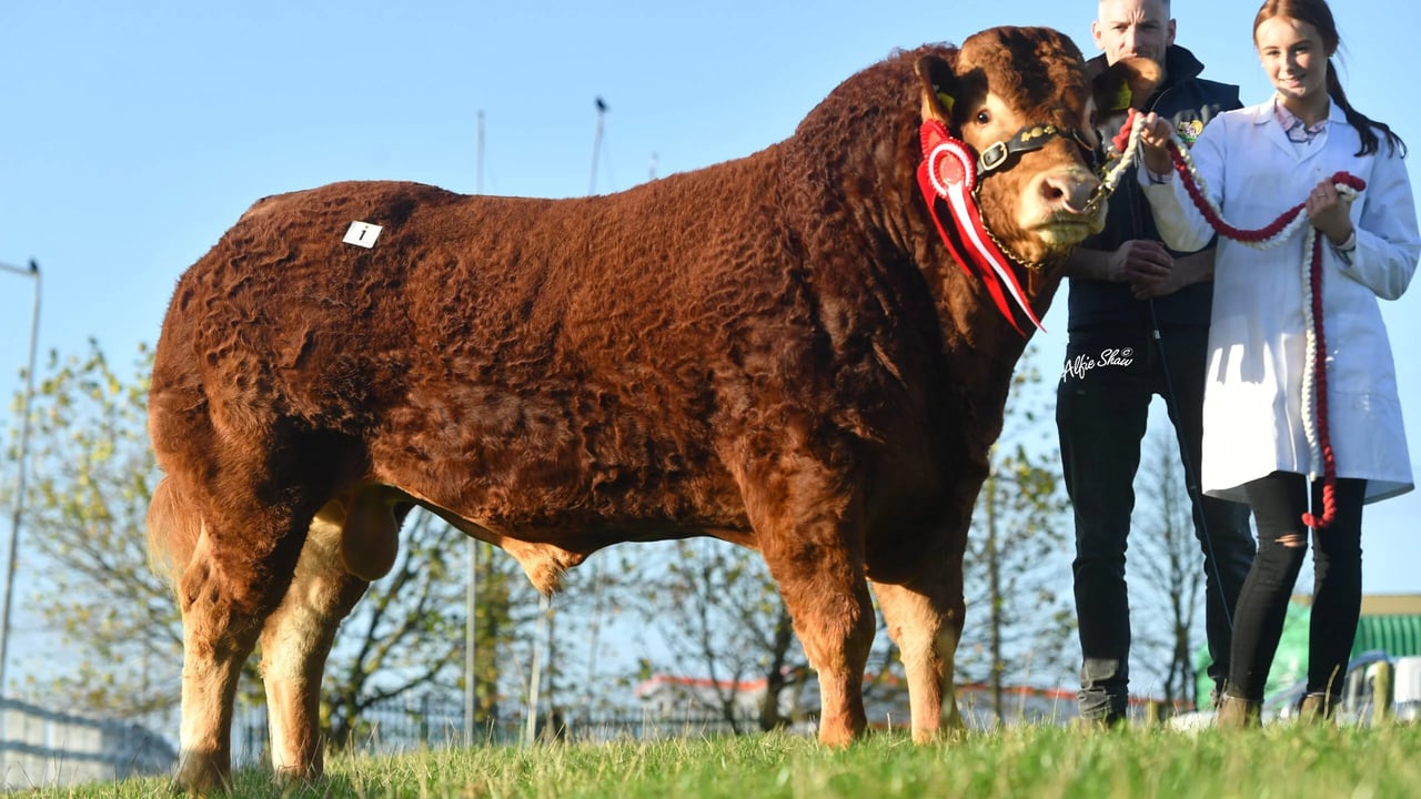 Senior Male Champion, Creenagh Rocko, sold for €9,000