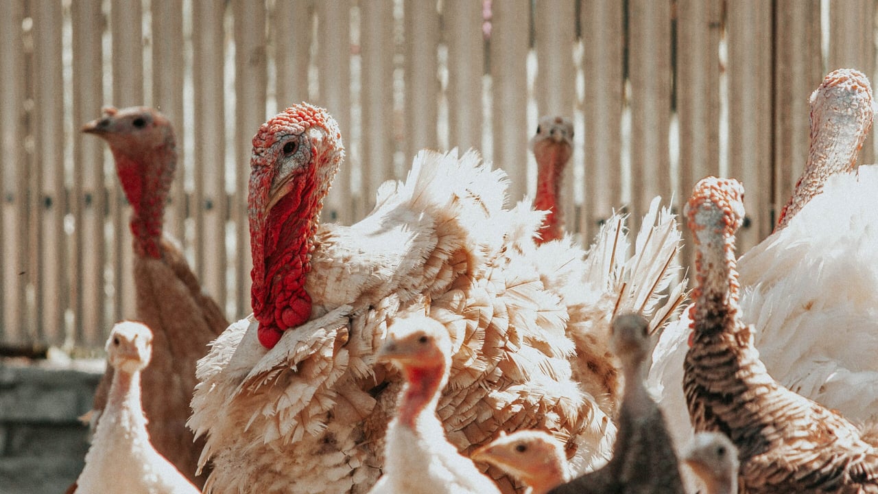 Bird flu: Second outbreak confirmed in Monaghan