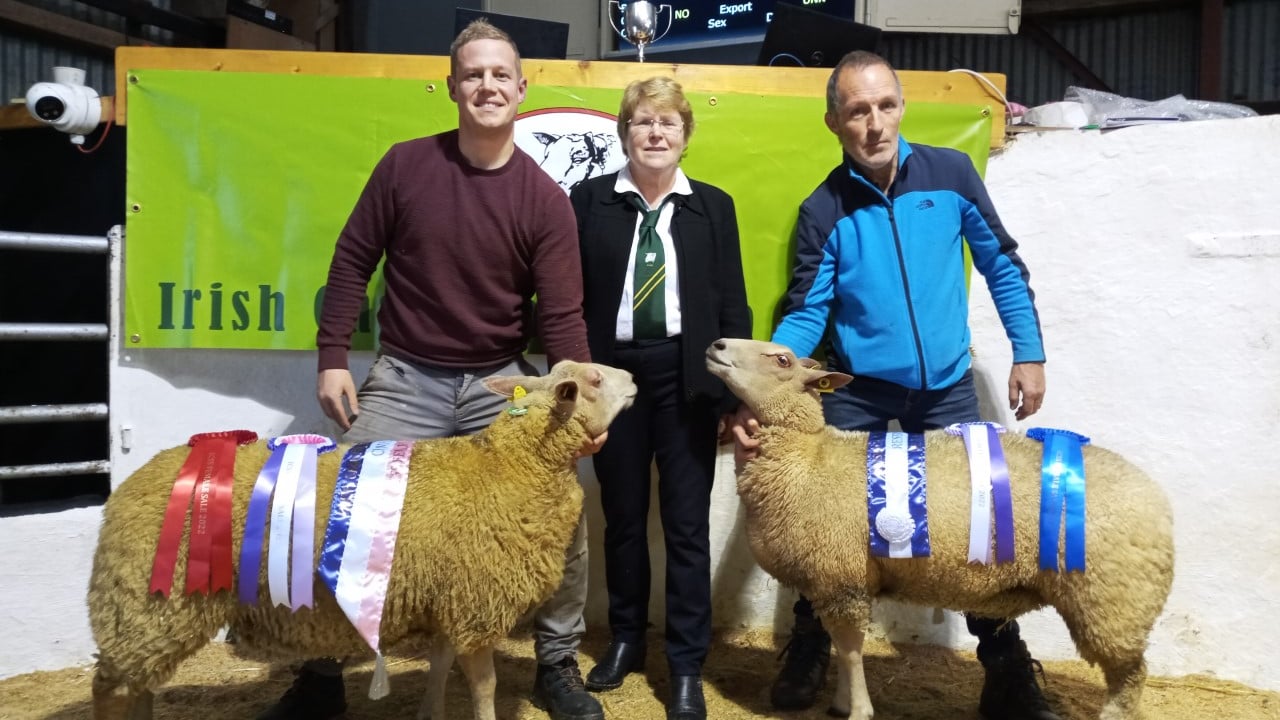 Champion and reserve champion. Image source: Irish Charollais Sheep Society