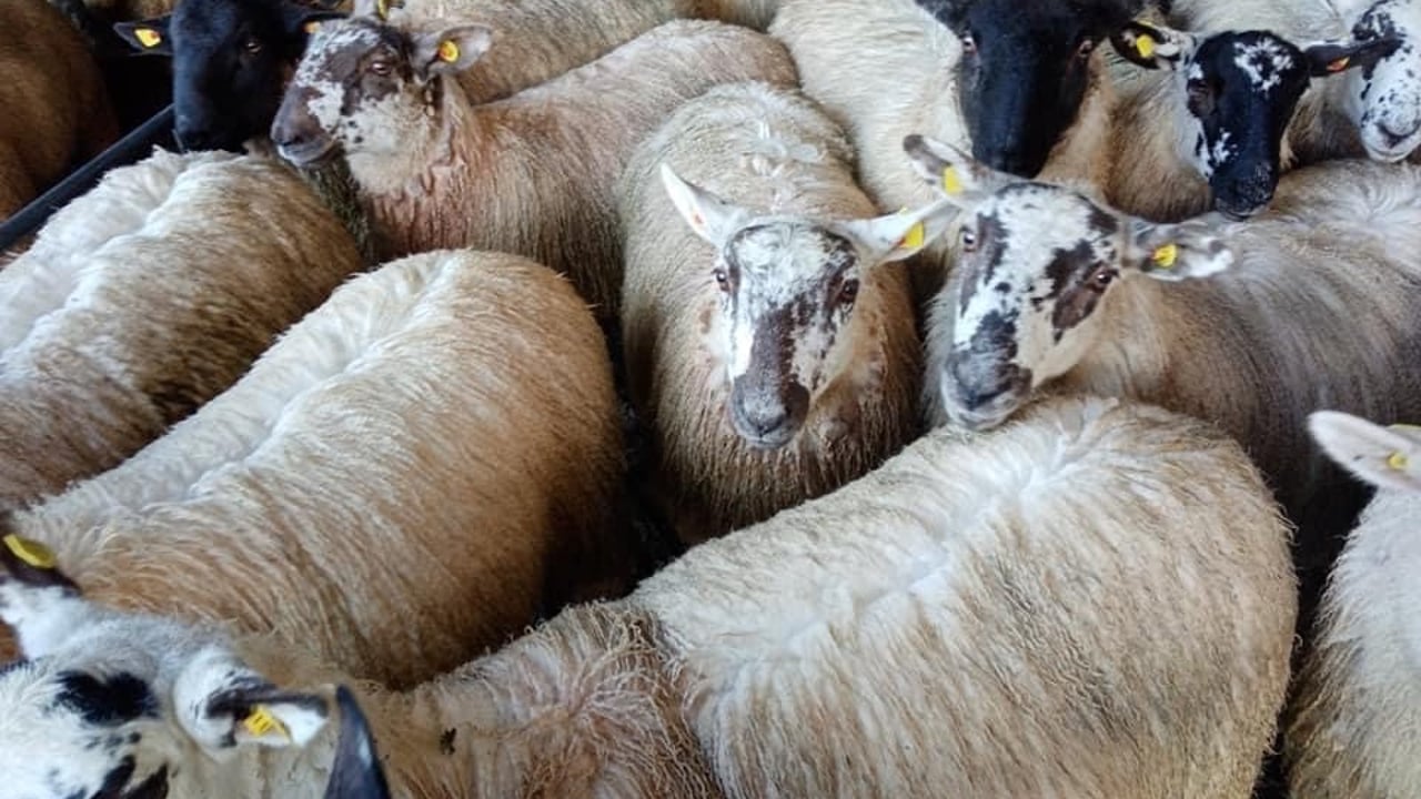No let-up in demand for finished lambs