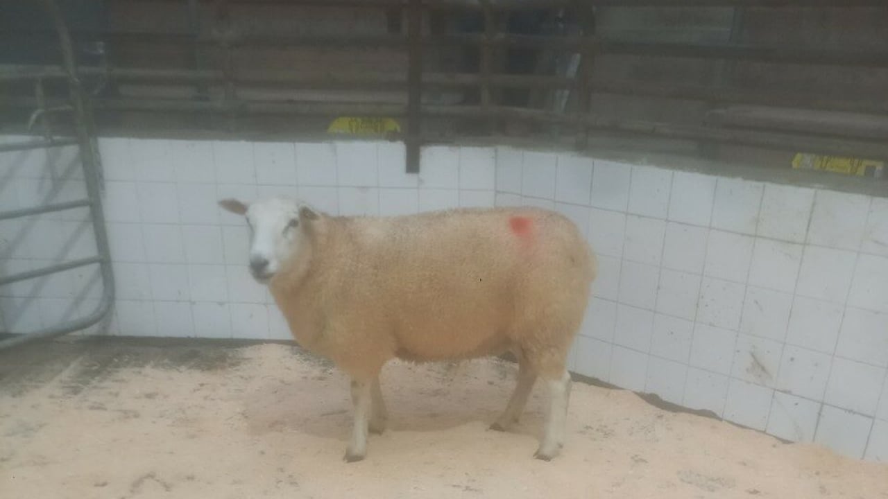 Top priced hogget ewe at €1,060