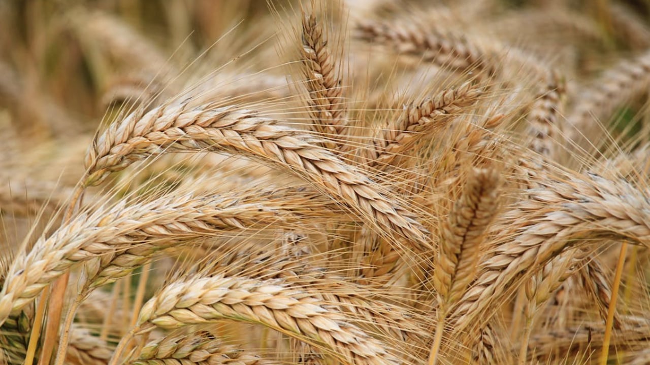 Tillage: The potential role for grain analysis