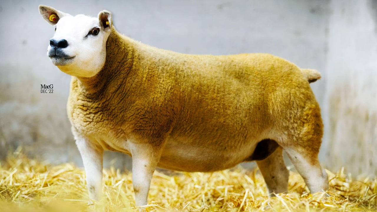 Derrylahan Texels dispersal sale set for Ballinrobe tomorrow