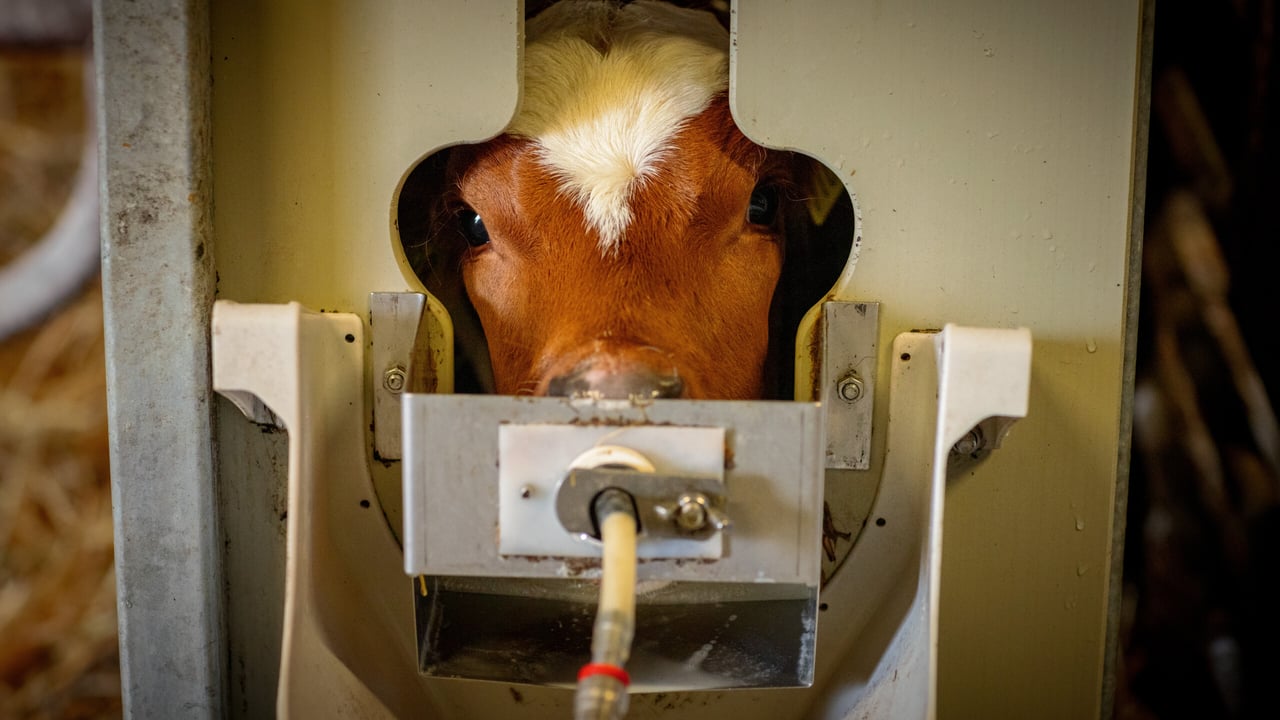 The Volac Förster Technik computerised calf feeder supplies calves around the clock with freshly prepared milk replacer and reliably monitors feeding