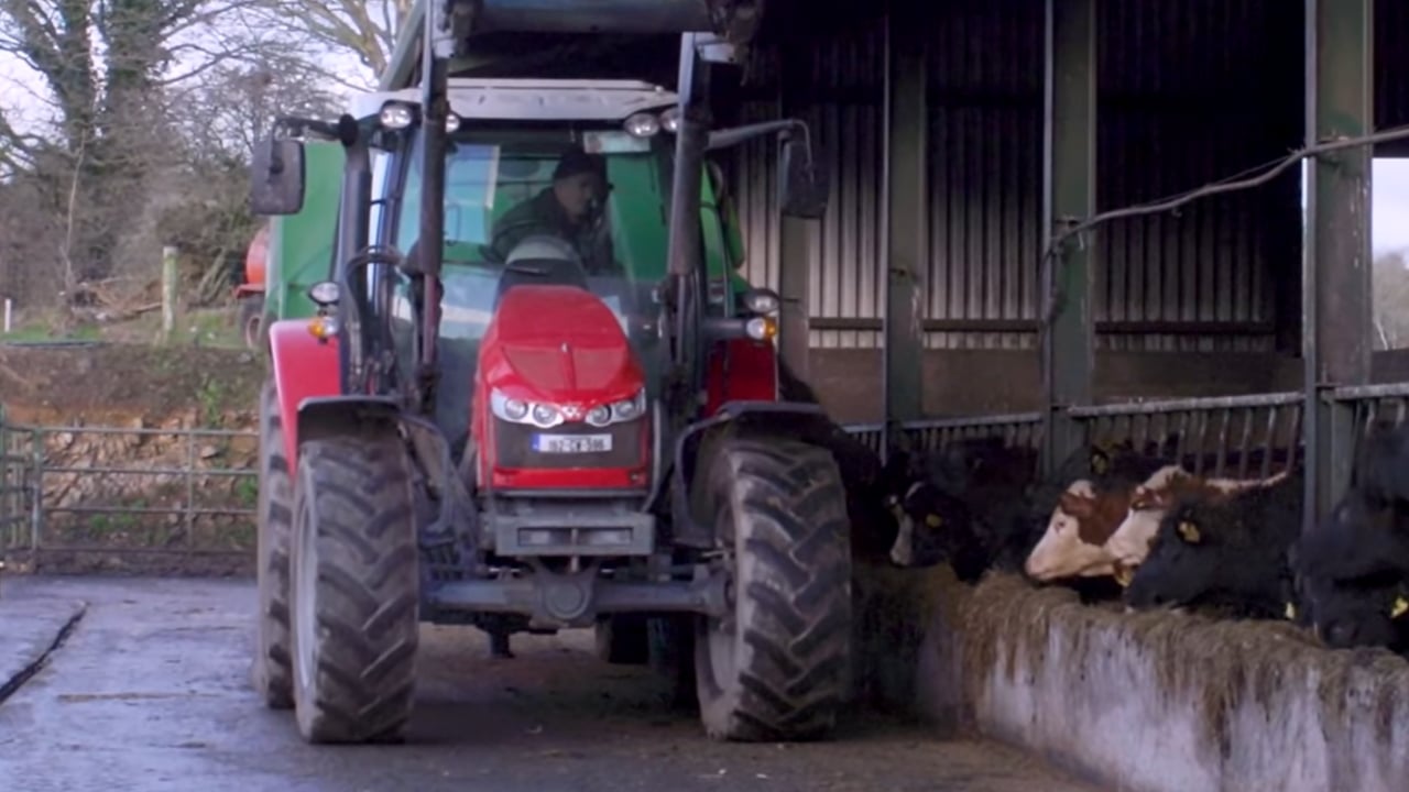ABP Demo Farm: Cattle and store lamb performance update
