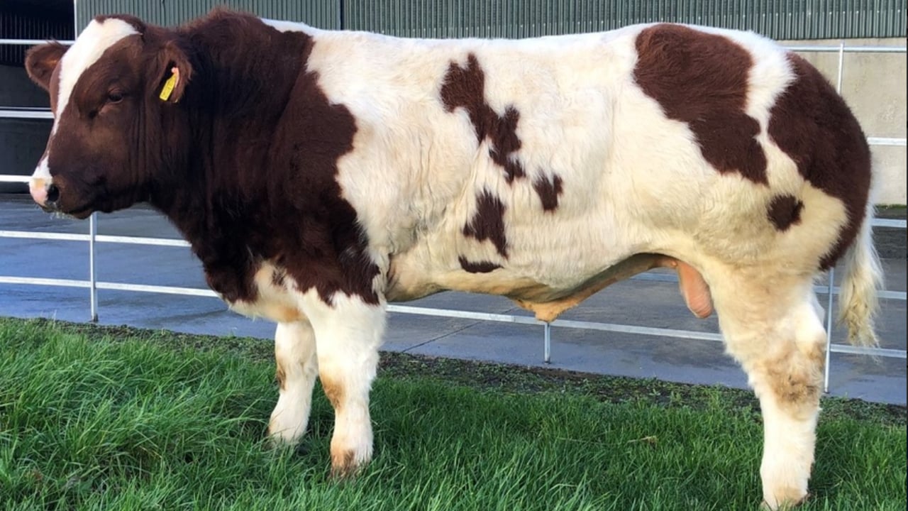 Fatherson Quest sold for €52,500 at the McGee sale