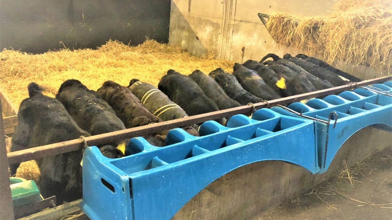 Winter Beef series: Preparing for the arrival of calves