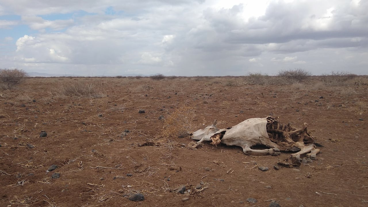Carcass of a dead cow in Marsabit county, Northern Kenya.
Image source: Christian Aid Ireland/ David Williams