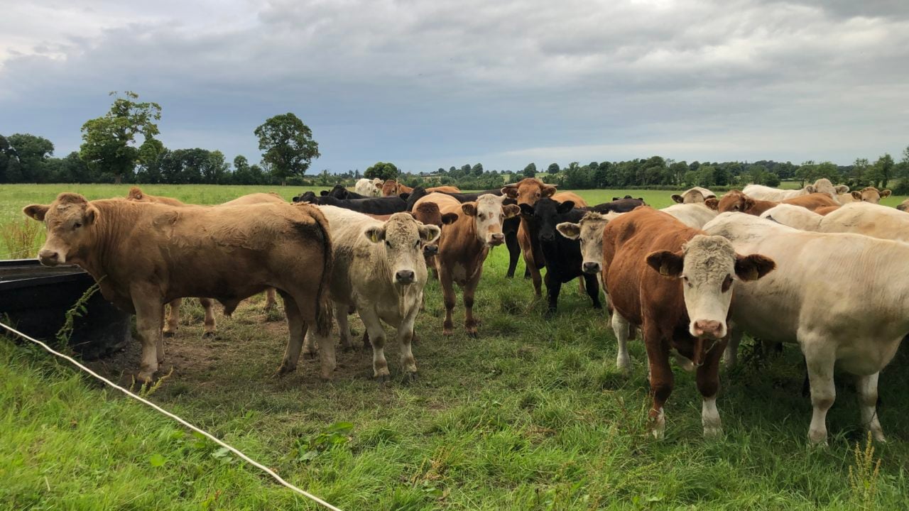 Beef Focus revisit: Finishing over 1,000 cattle/year buying no meal or fertiliser