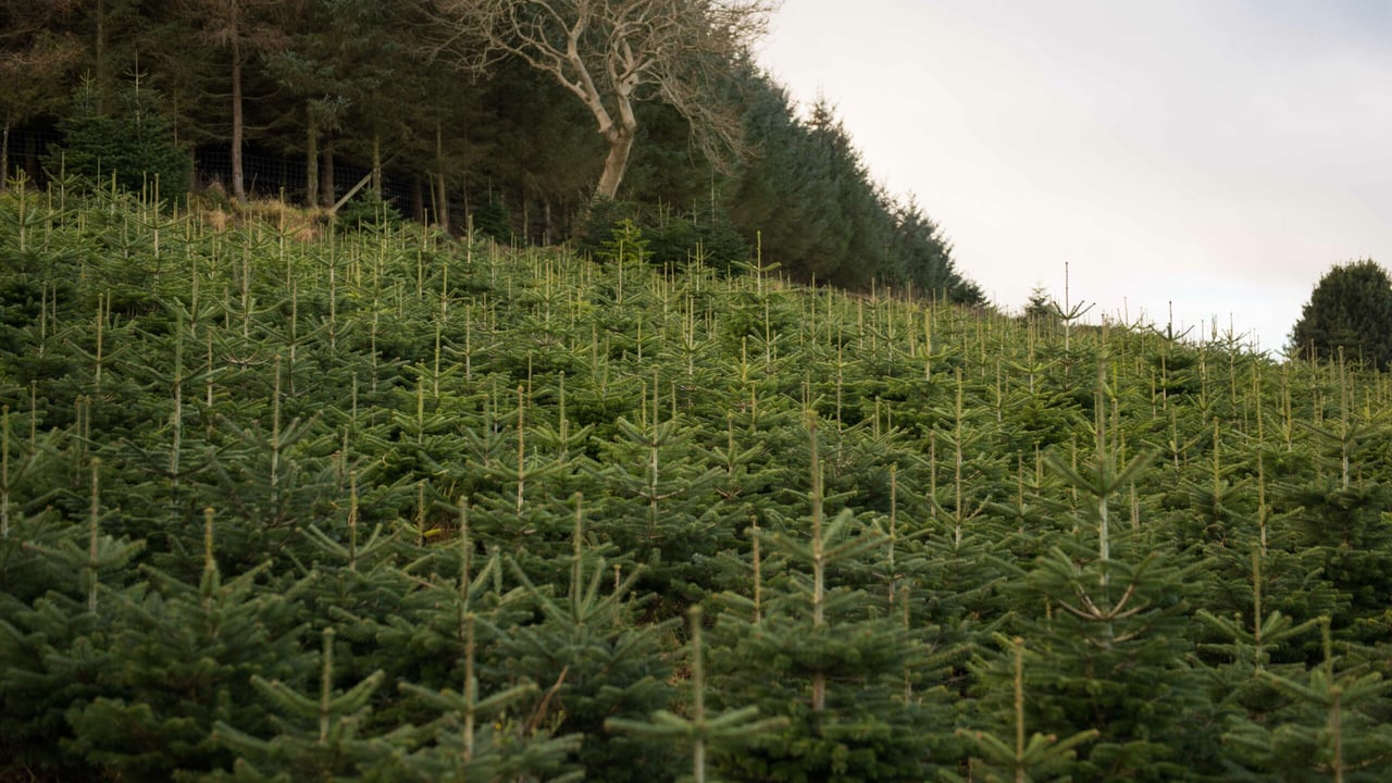 Image source: Killakee Christmas tree farm