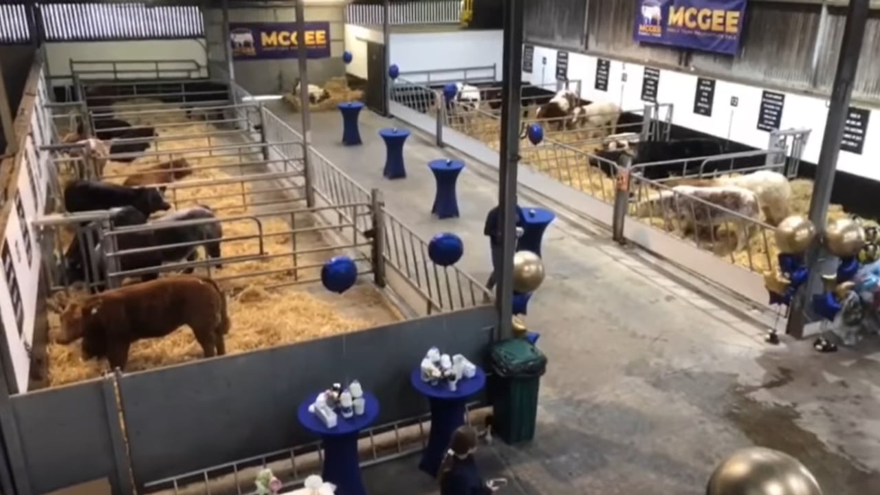 McGee sale: Top price of €52,500 for January-born bull calf