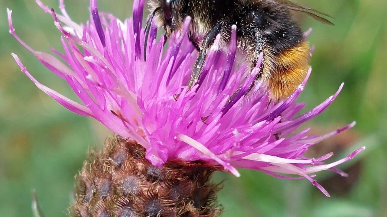 How can farmers help our pollinators?