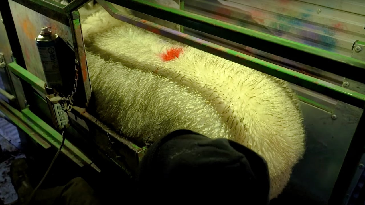 20-25% fewer flocks opting to lamb early says technician