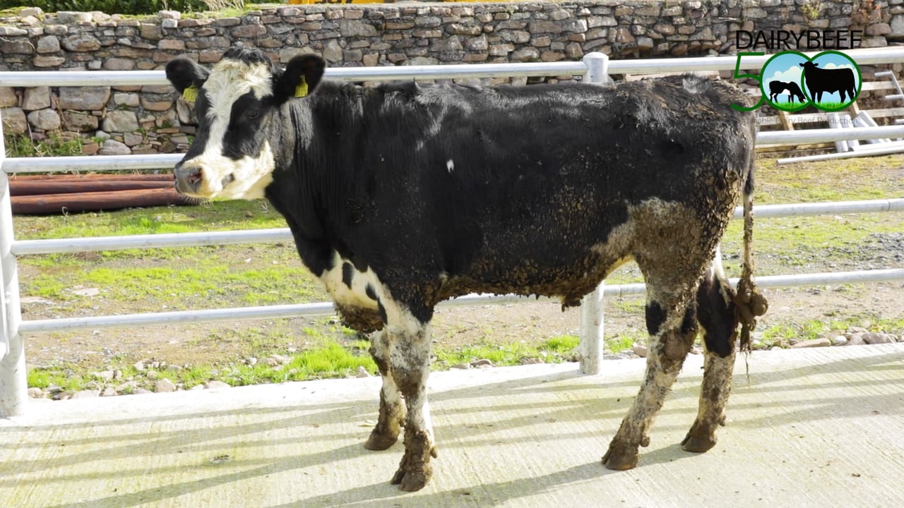 Winter beef series: Selecting dairy-beef animals for slaughter