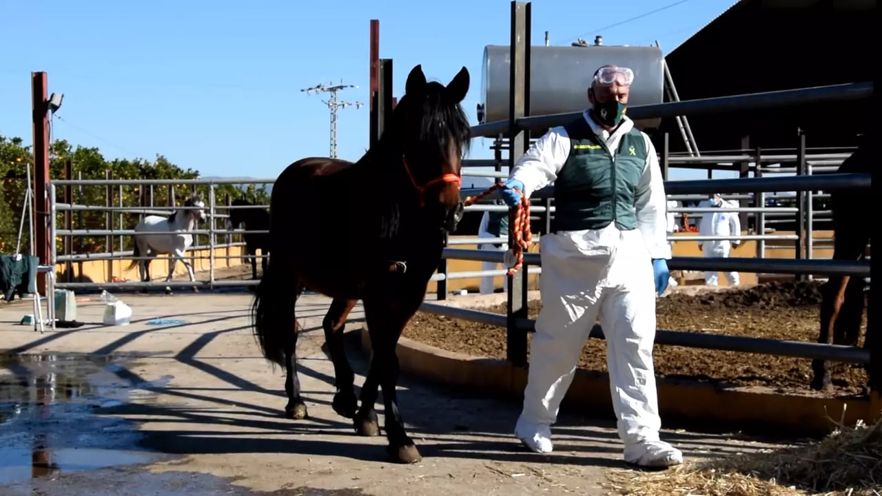 Arrests in Spain after €1.5m generated in illegal horsemeat sale