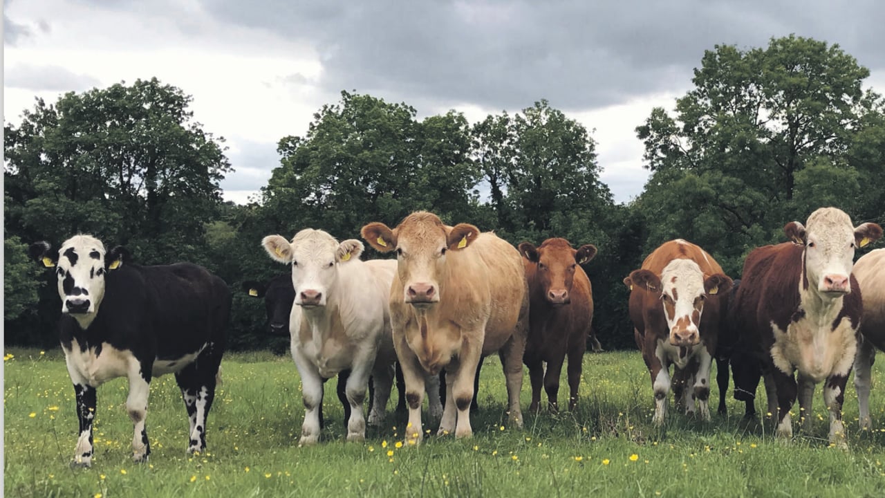 Reminder: Teagasc National Beef Conference this evening