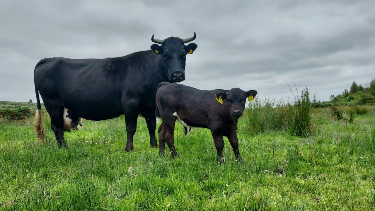 Gardaí investigate cattle robbery in Cork