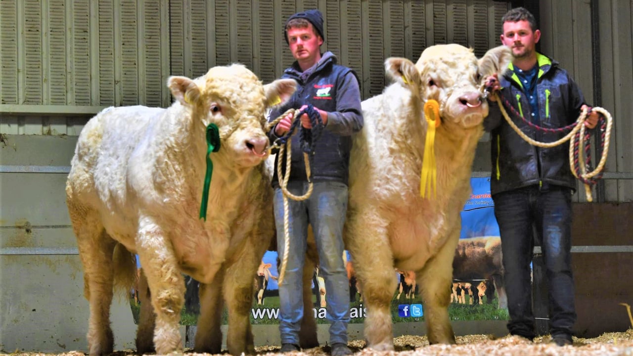 Brothers Seamus and Liam Egan pictured with two of their bulls Cloonglasna11 Socks ET and Cloonglasna11 Sambuca ET