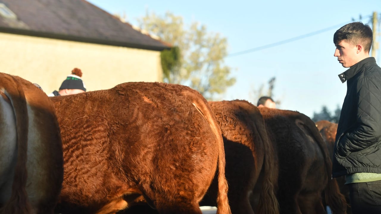 Champion bull takes top price at Athenry Limousin show and sale