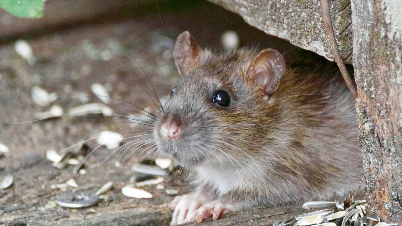 Cost-effective methods to control rodents on-farm