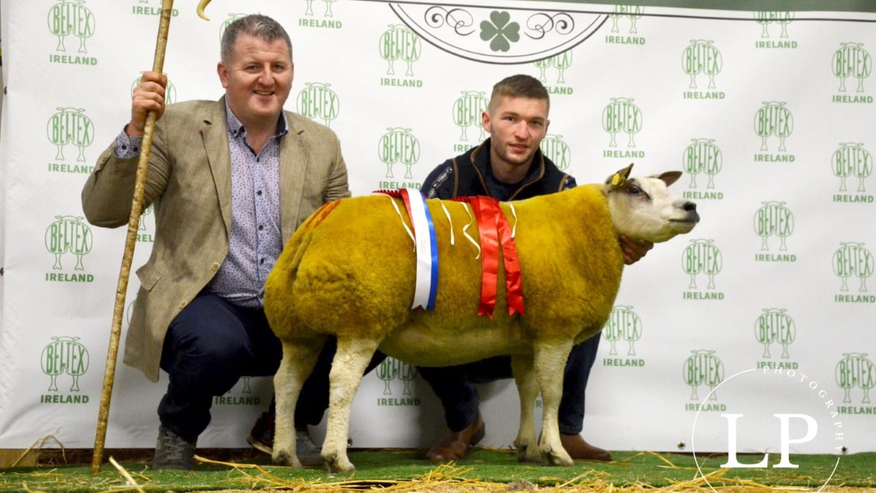 Belgian Beltex in-lamb sale prices top €1,300