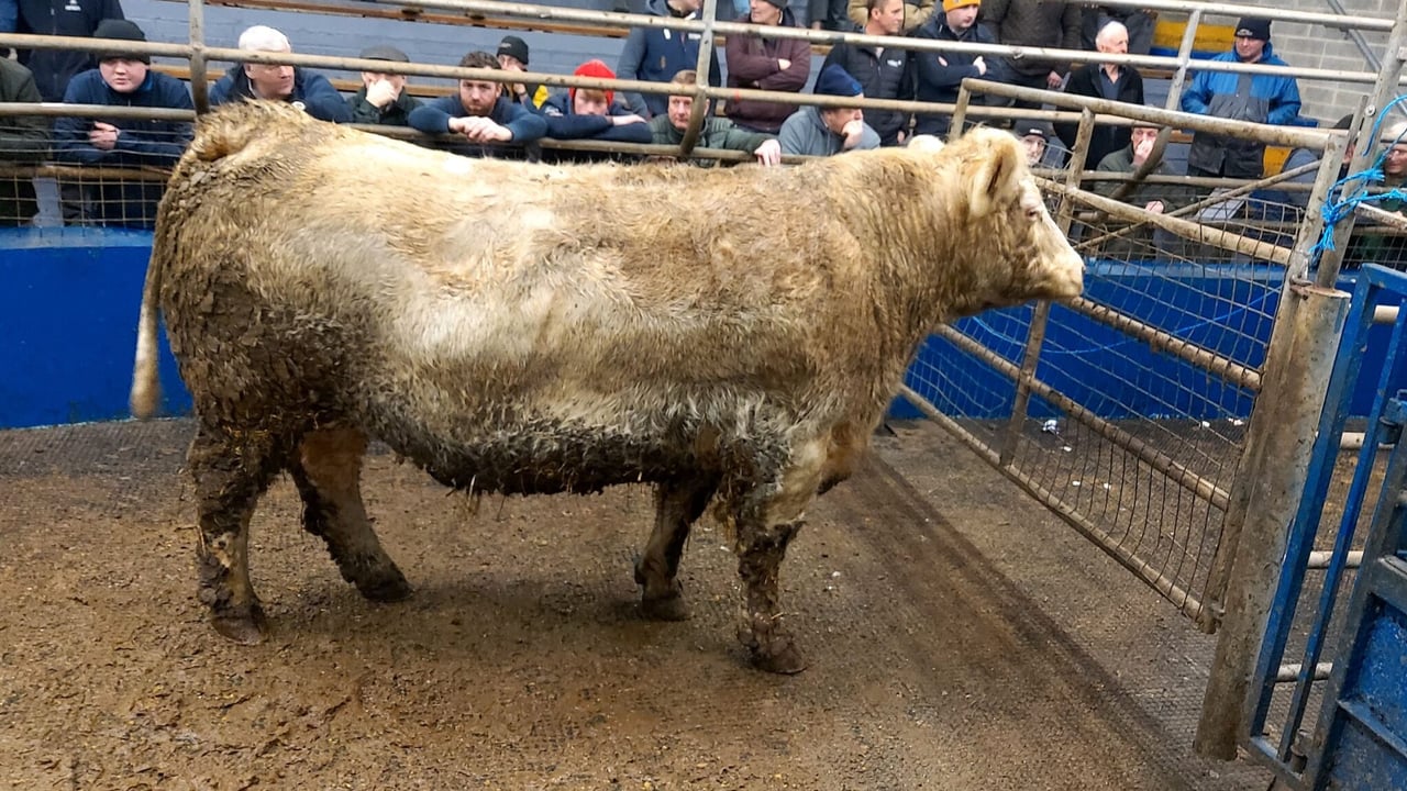 This 2013-born Charolais cow weighing 1,140kg sold for €3,100 or €2.72/kg. Image source: Central Auctions

