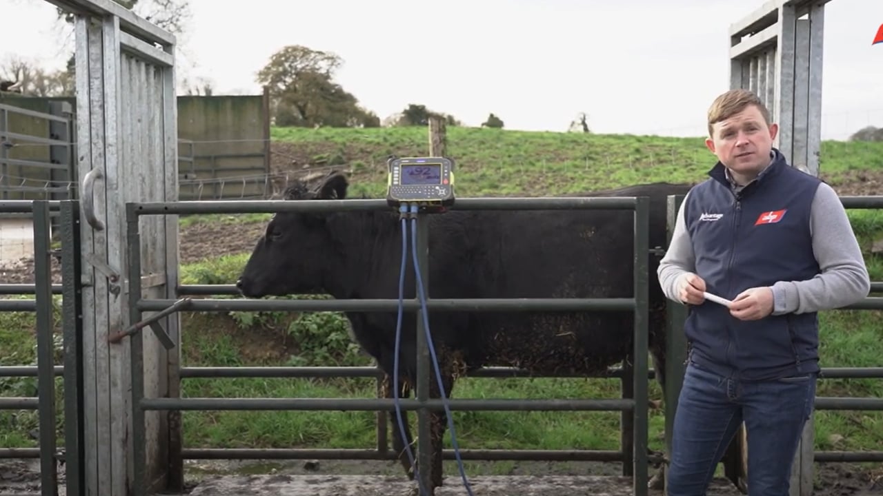 Video: Sire impact on weight gain of dairy-beef heifers