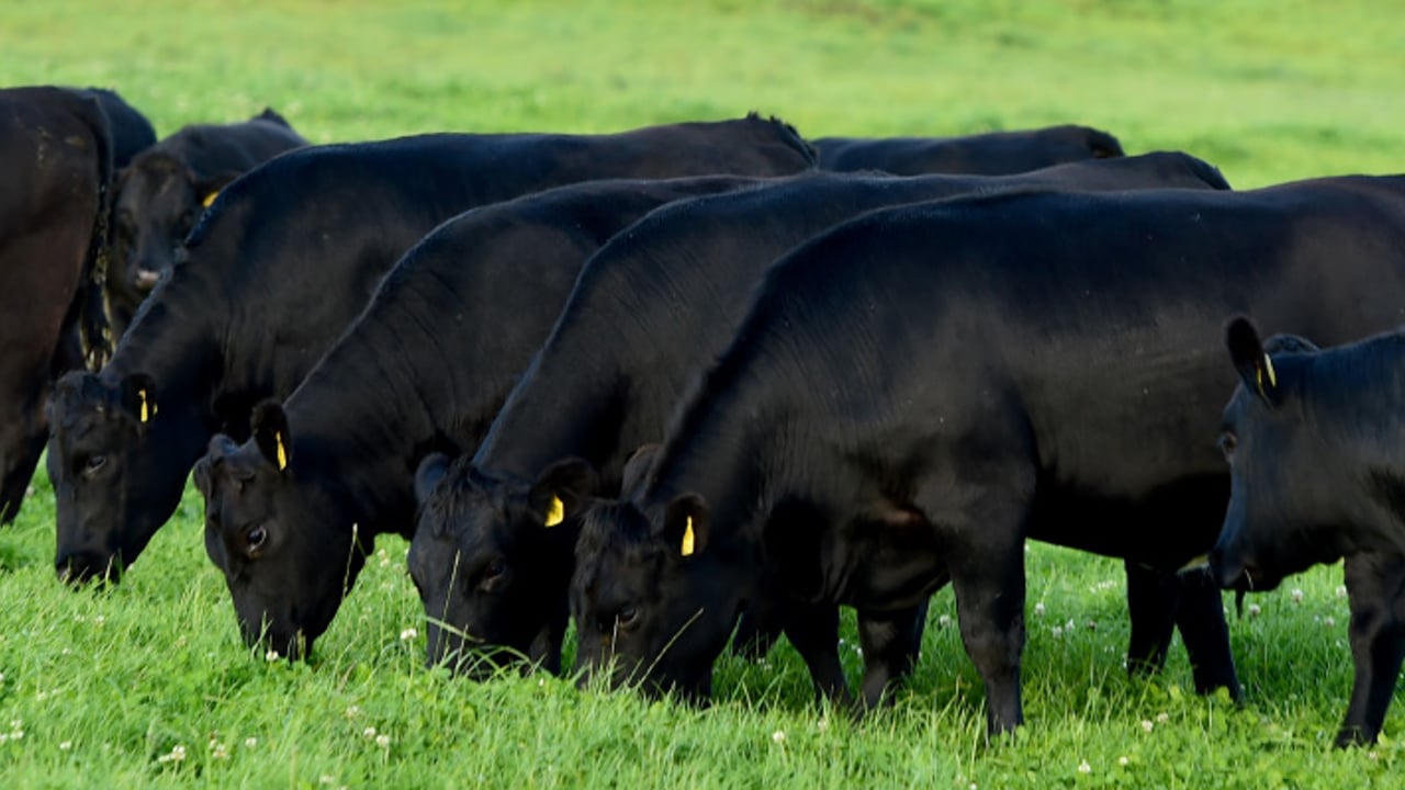 Source: Certified Irish Angus