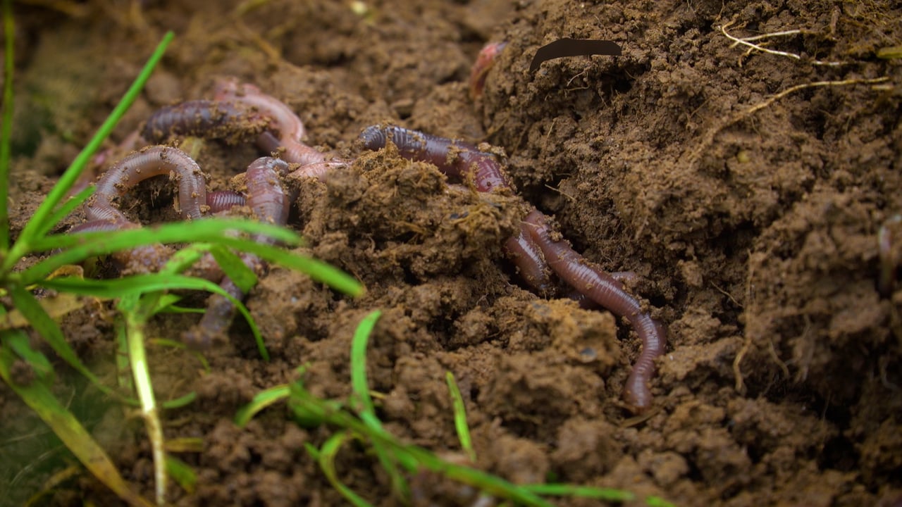 Former dairy farmer of the year reduces fertiliser usage with Sobac