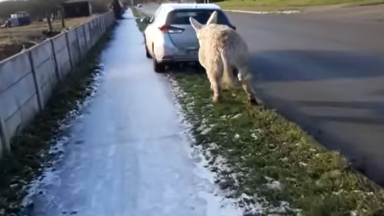Gardaí investigate video showing donkey tied to moving car