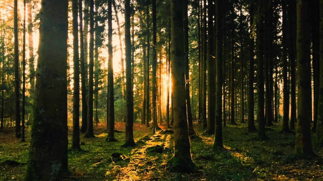 Coillte to 'work through' options to redesign peatland forests
