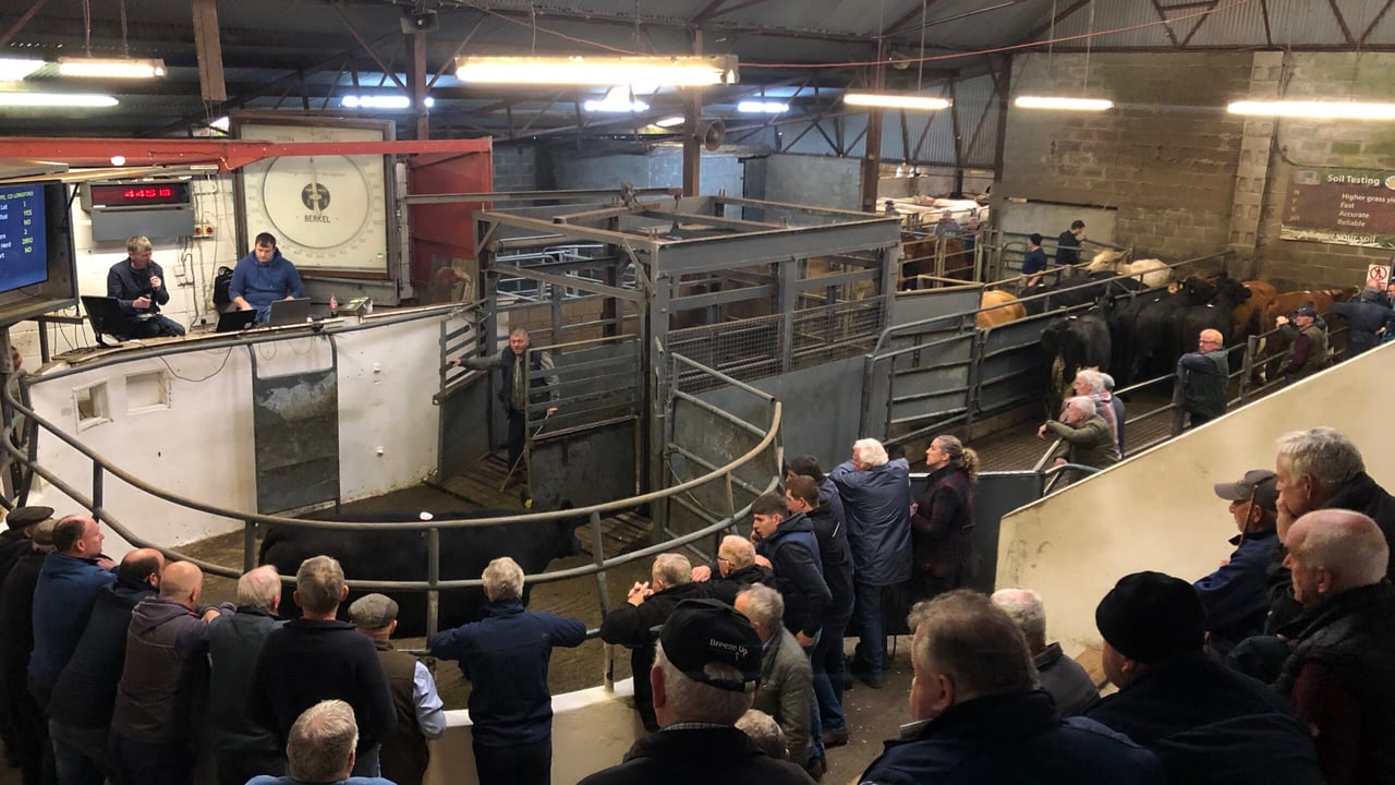 Cow sellers safe but buyers to be impacted by new TB test rules