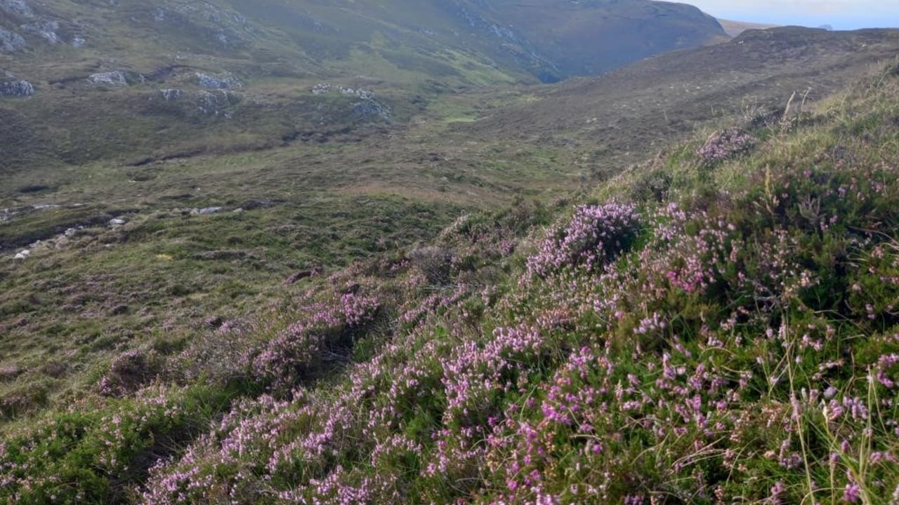 Dept seeks tenders for Ireland's nature restoration plan